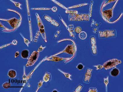 Фитопланктон вес. Фитопланктон Голд. Треугольный фитопланктон. Фитопланктон змея. Фитопланктон коричневый круглый.