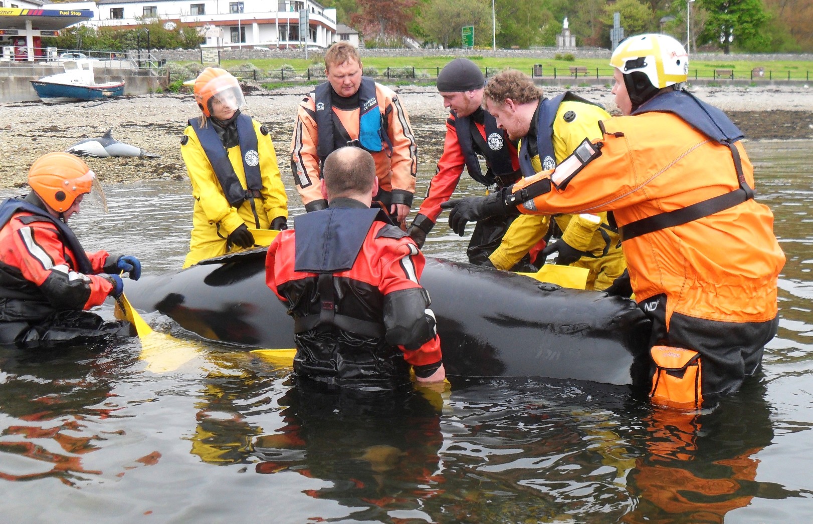 Marine Scotland Marine Scotland Compliance Staff practice whale rescue ...