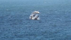 Three Dolphins Jumping