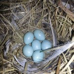 Bird eggs in the DLP box at Scrabster