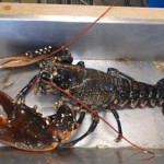 Lobster Alba survey 1014A