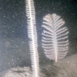Two species of sea pen found on ‘burrowed mud’ habitat