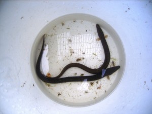 Male eels in a bucket