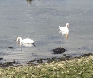 Swans enjoying the clean surroundings