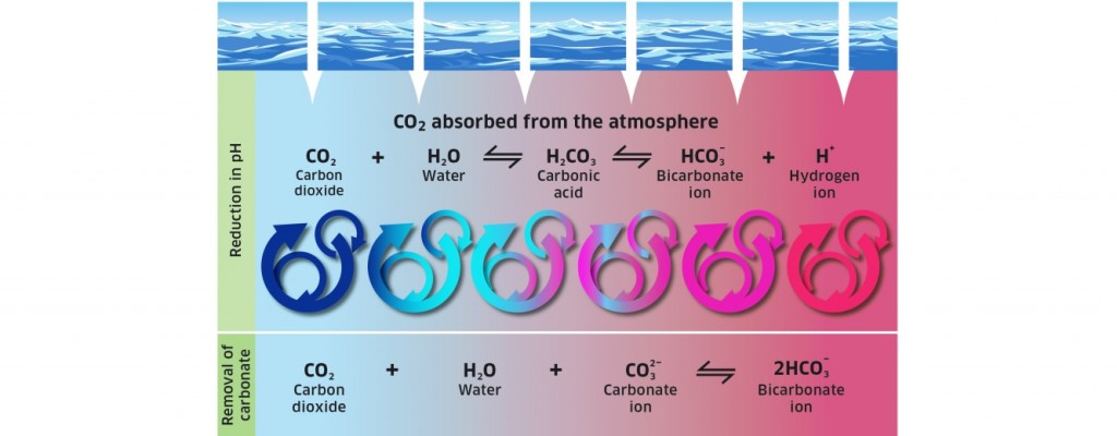 Figure 1 CO2 absorbed from the atmosphere