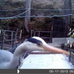 An early-rising heron caught by trapcam