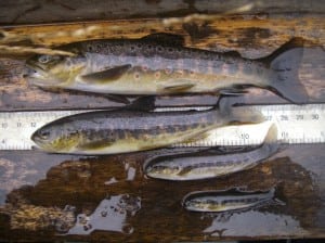 Four different ages of trout from a single section of the Shieldaig River