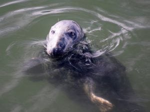 grey-seal