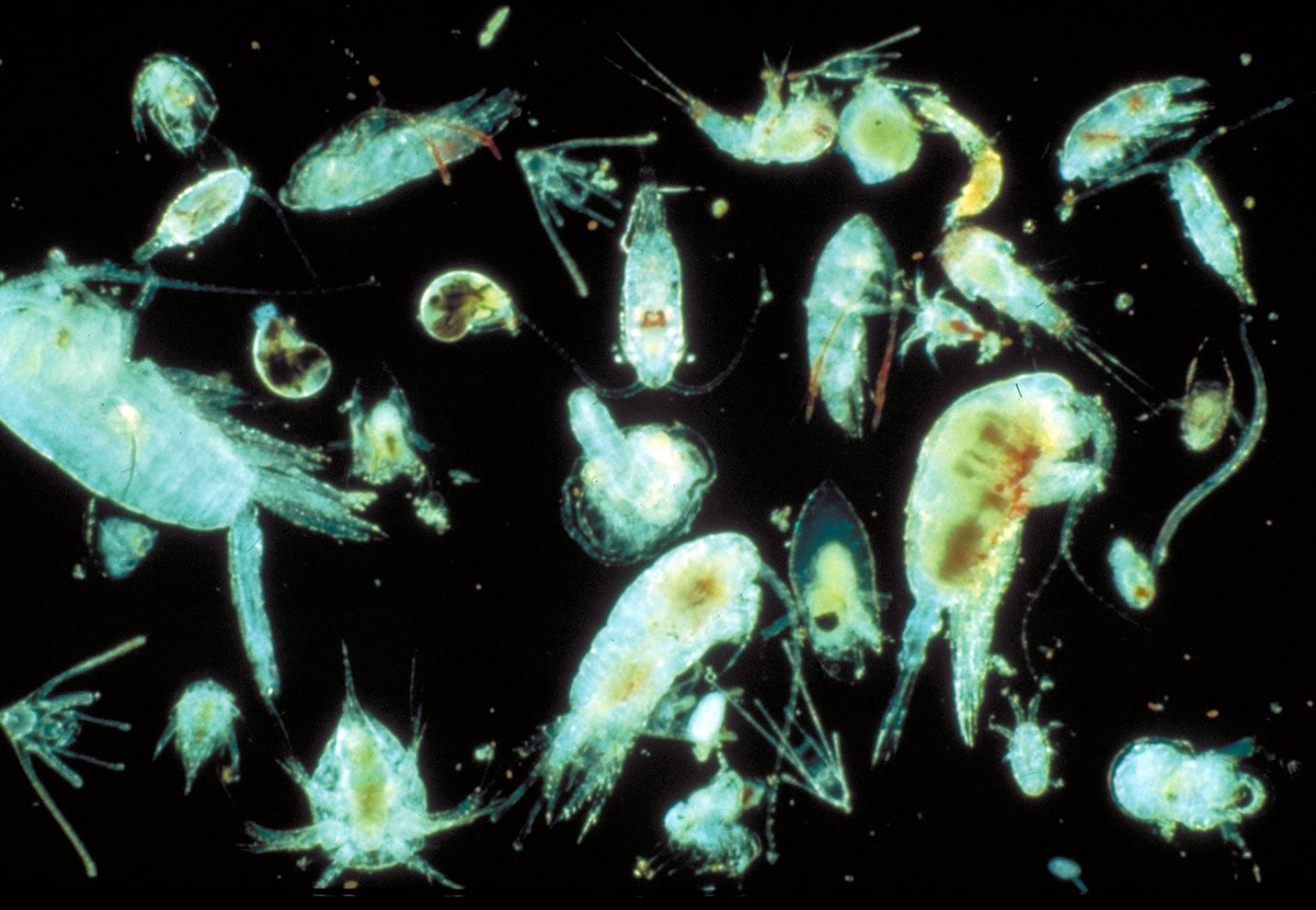 Зоопланктон уровень. Зоопланктоны ракообразные. Пресноводный зоопланктон представители. Зоотрофный зоопланктон. Зоопланктон Речной.