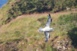 Flying gull