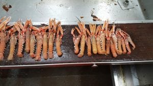 Nephrops