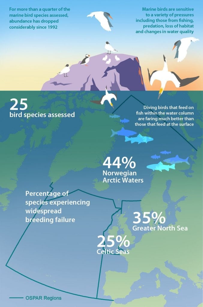 Marine birds in trouble