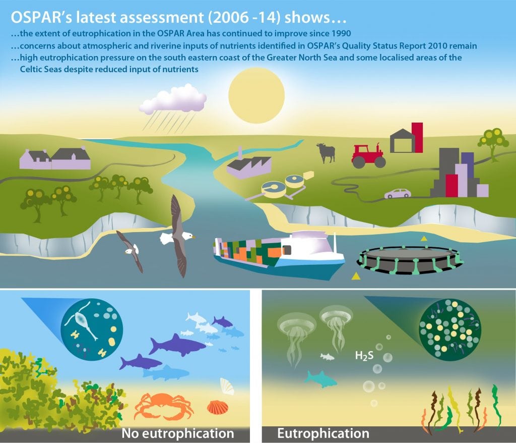 Eutrophication graphic