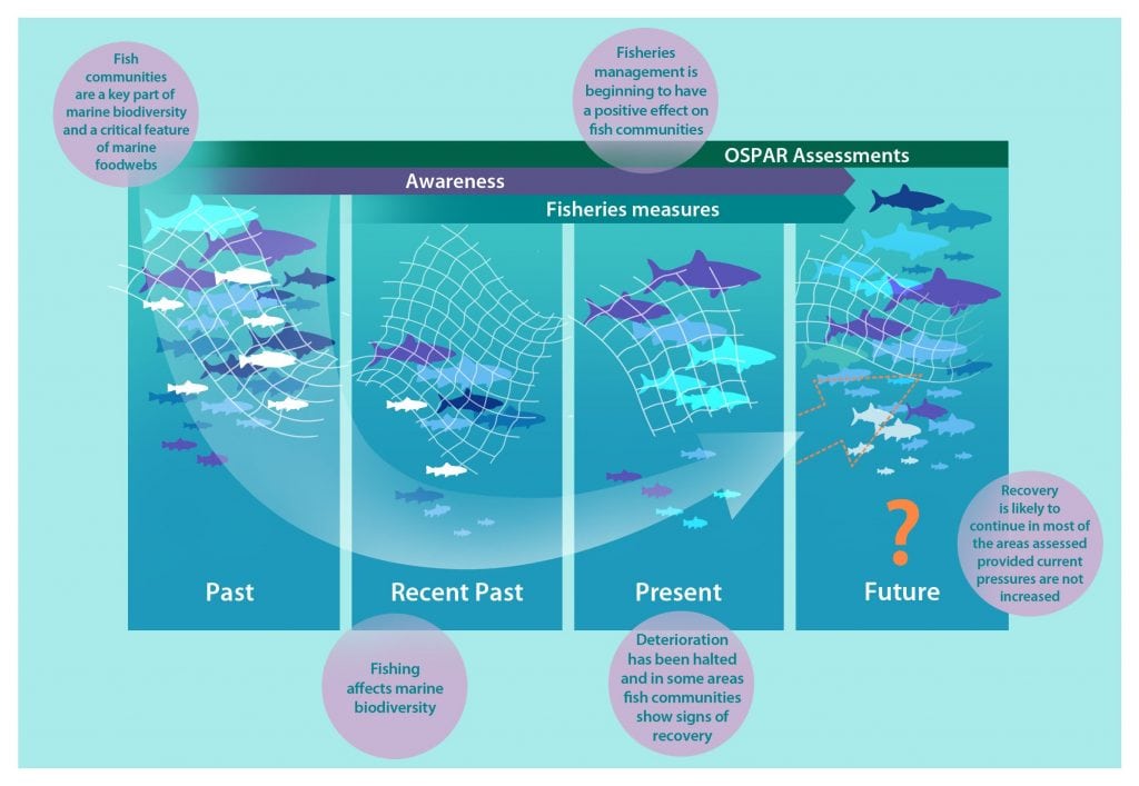 Fish diagram