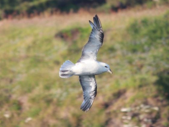 Flying seagull