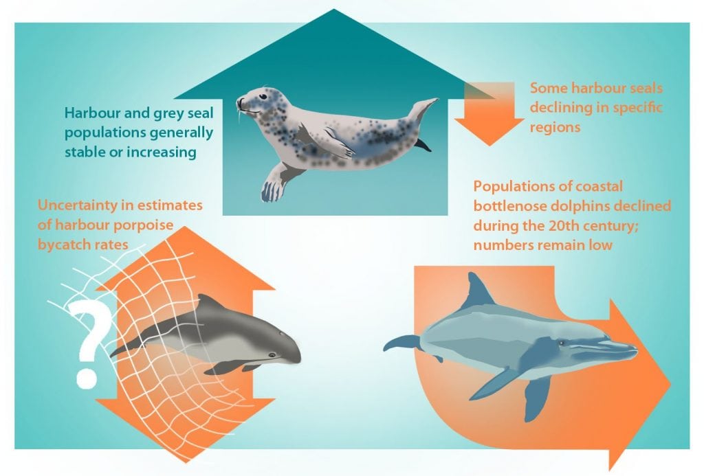 Marine mammals graphic