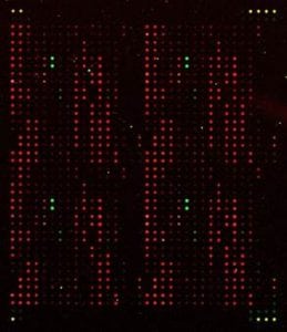 Phytoplankton DNA