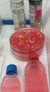 Jelly agar with hundreds and thousands