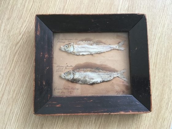 Mummified sprat and herring from Queens Ferry Fishery, 30 December 1837