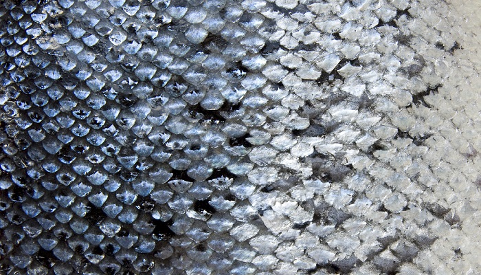Close-up of Salmon Scales Copyright Istockphoto