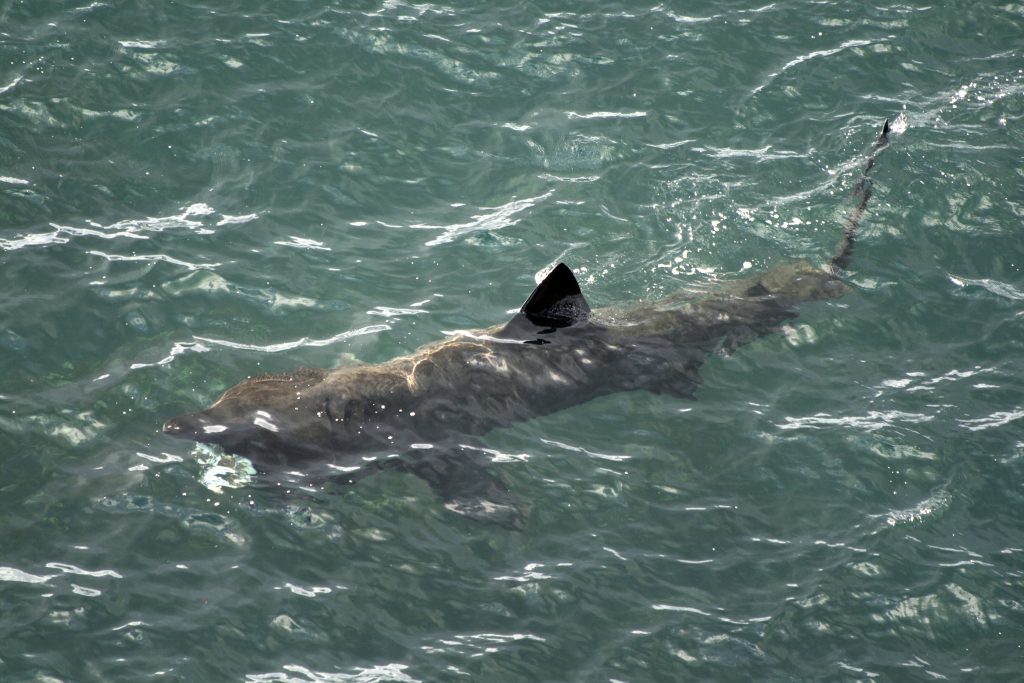 Picture showing basking shark. IStock Copyright