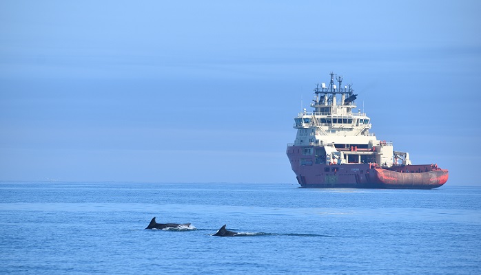 Bottlenose dolphins near ship. Crown Copyright