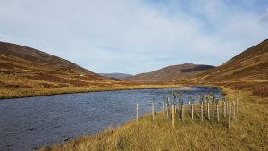 Newly planted riparian planting along riverbank