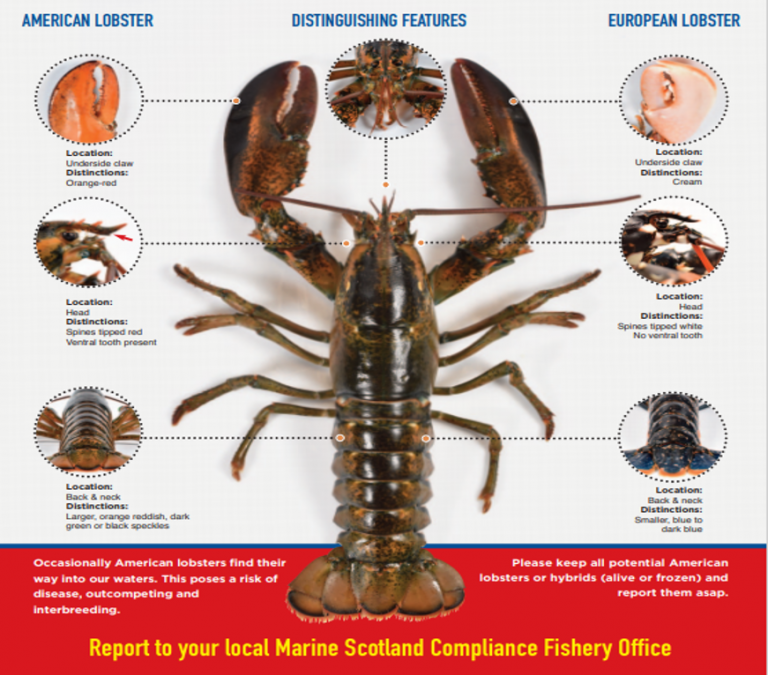 Marine Retain and report American lobster Marine