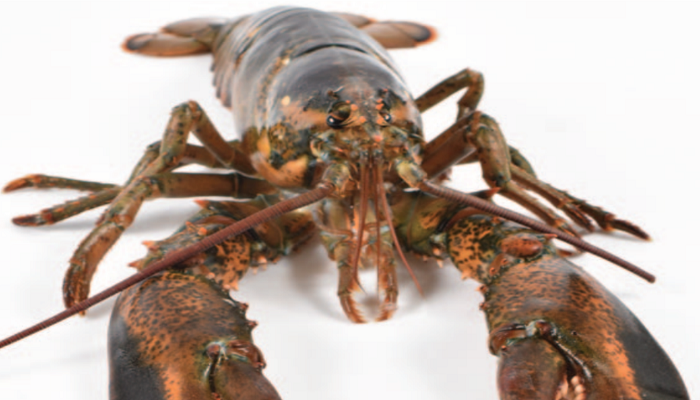 American lobster front view