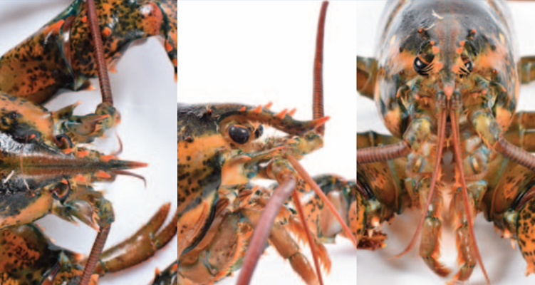 Showing three different views of American lobster 