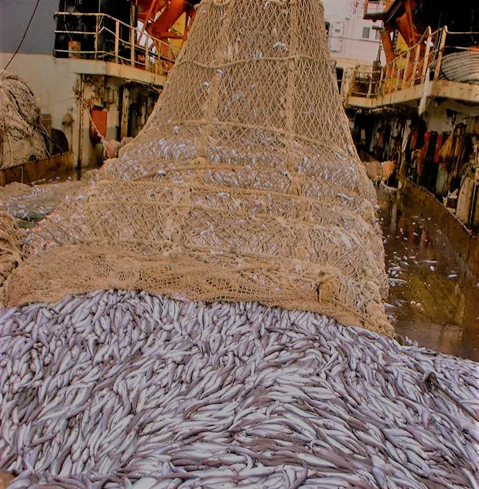 Fishing net showing fish