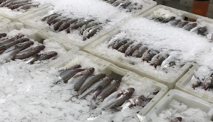 Fish in ice boxes in Peterhead fish market
