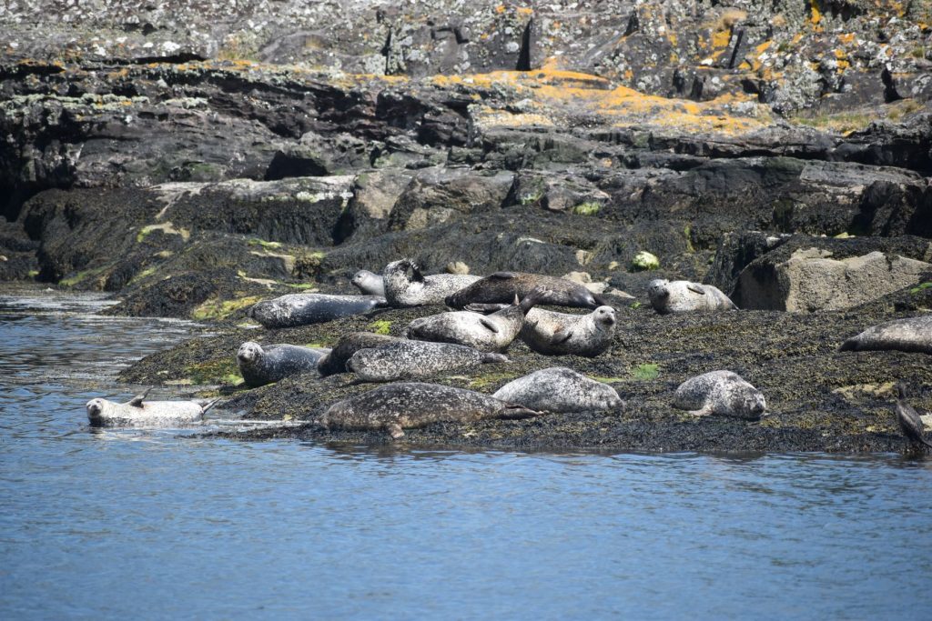 Colony of harbour seals in Millport Bay - Picture courtesy of Jack Lucas. Crown Copyright