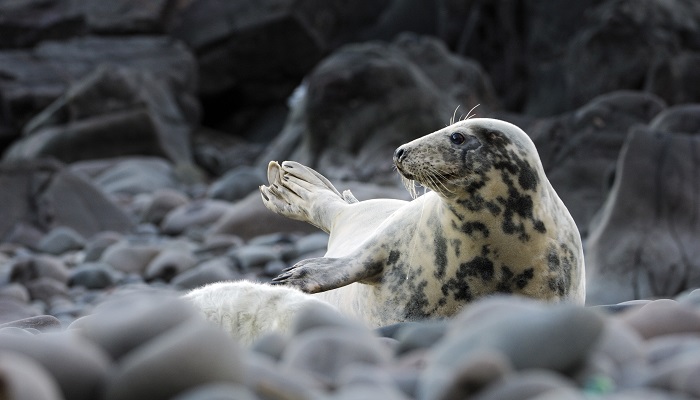 Female Grey Seal (Halichoerus grypus)_©Lorne Gill/NatureScot