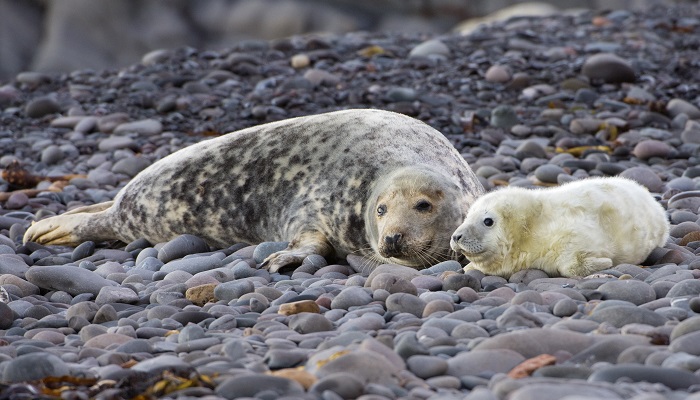 Grey seal cow and pup. ©Lorne Gill/NatureScot