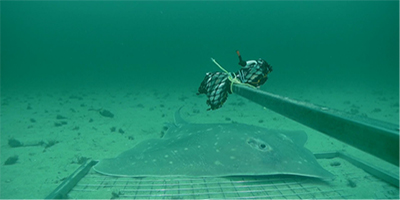 Flapper skate (dipturus intermedius) visiting baited underwater video camera