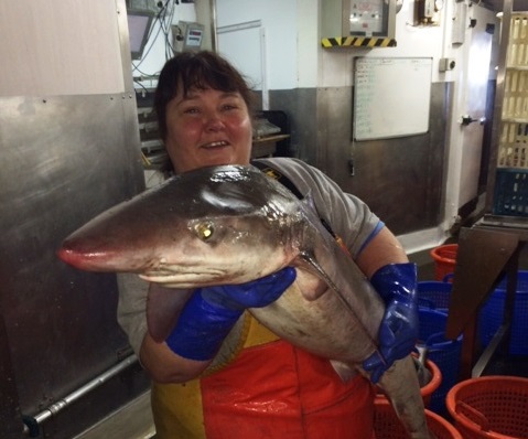 Colleague with Tope shark in hands, onboard Marine Scotland vessel Scotia