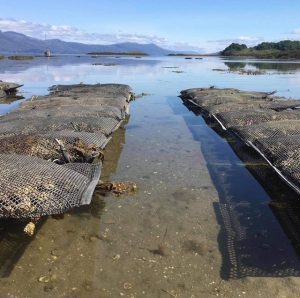 Oyster Farm