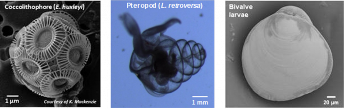 Examples of calcifying plankton monitored in Scottish waters - coccolithophore, pteropod and bivalve larvae