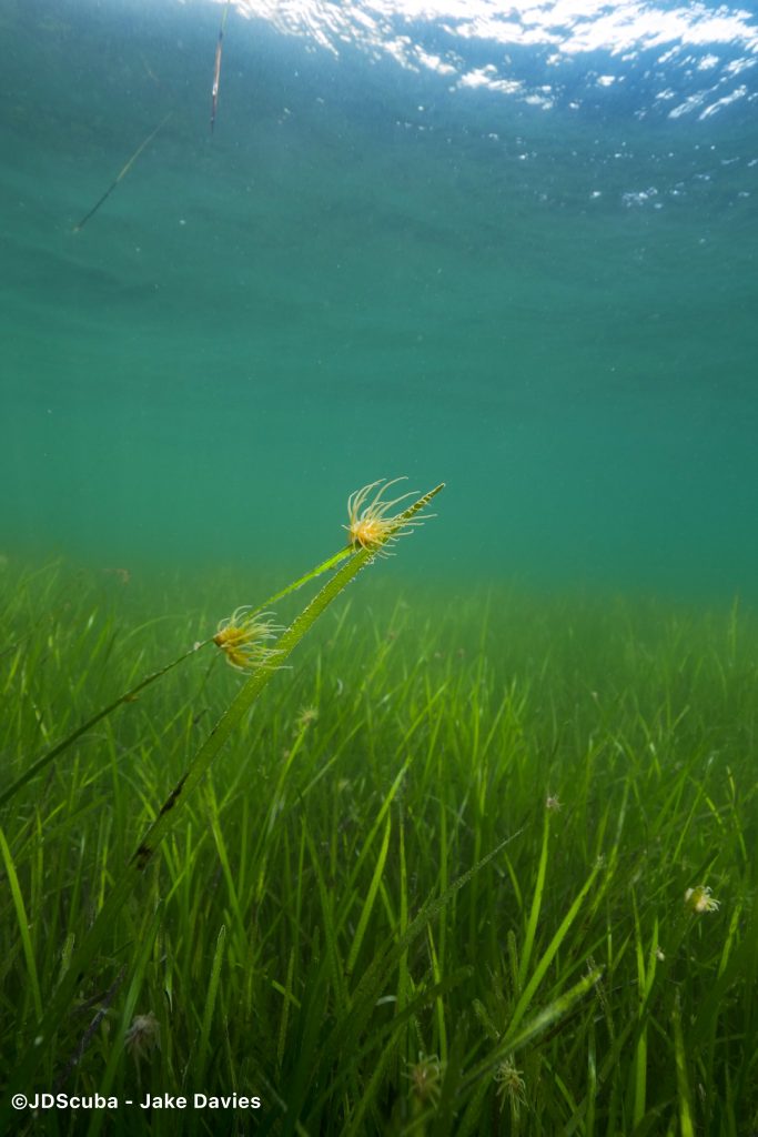 Project Seagrass - copyright JDScuba Jake Davies