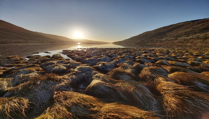 Saltmarsh image credit Bill Austin