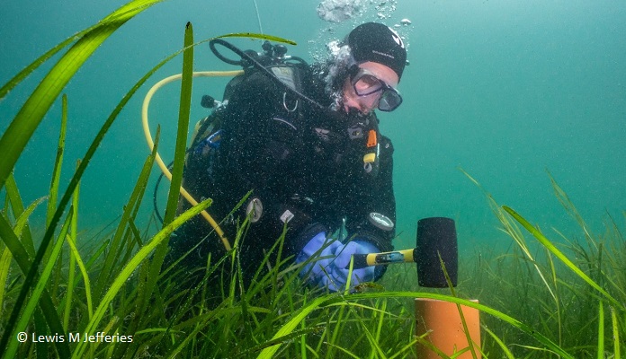 Diver underwater assessing blue carbon cores to better understand the carbon stocks associated with Scottish seagrass meadows - Copyright Lewis M Jefferies blue carbon cores