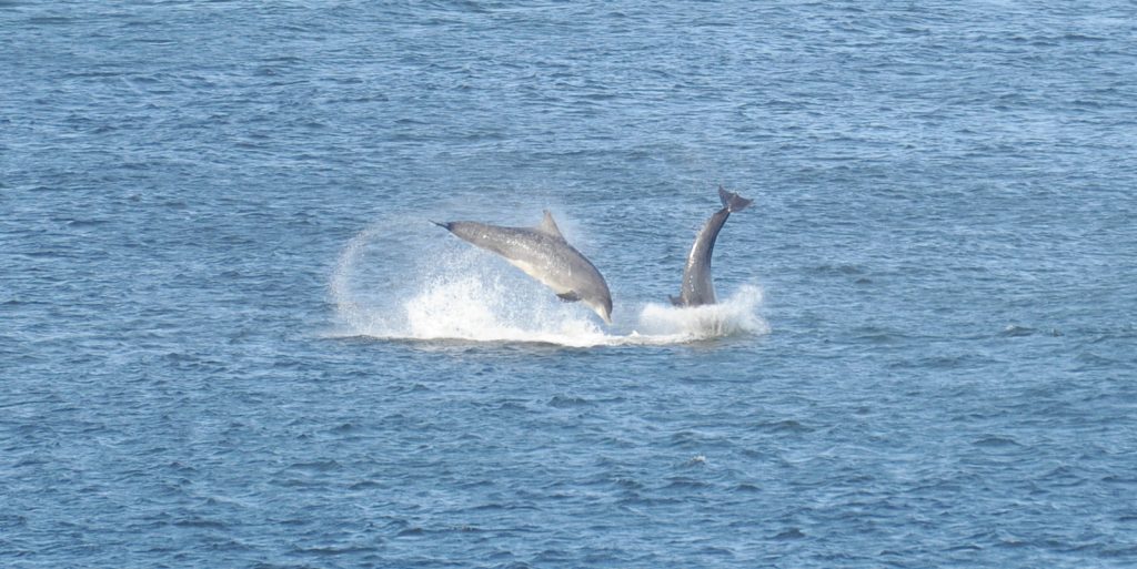 Dolphins Playing In Aberdeen Harbour
