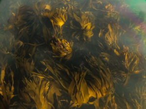 Isle of Seil_Seaweed kelp forest_Copyright Alasdair ODell SAMS