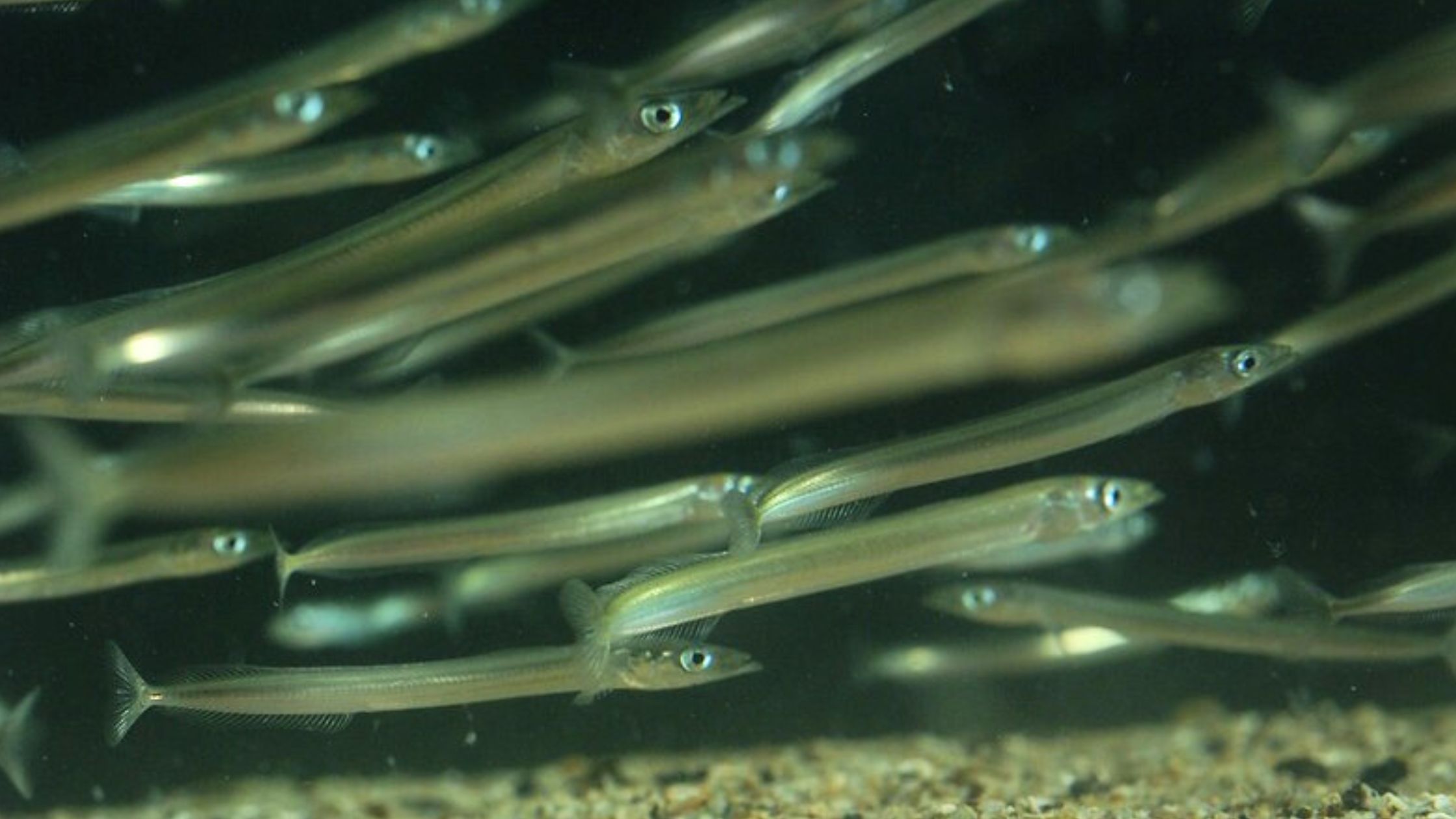 Group of sandeel fish swimming in dark water in one direction. The small fish have eel like bodies and are silvery green in colour