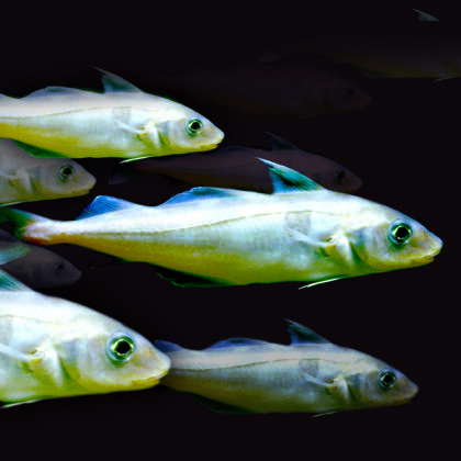 The image shows five haddock swimming in a shoal formation against a background of water