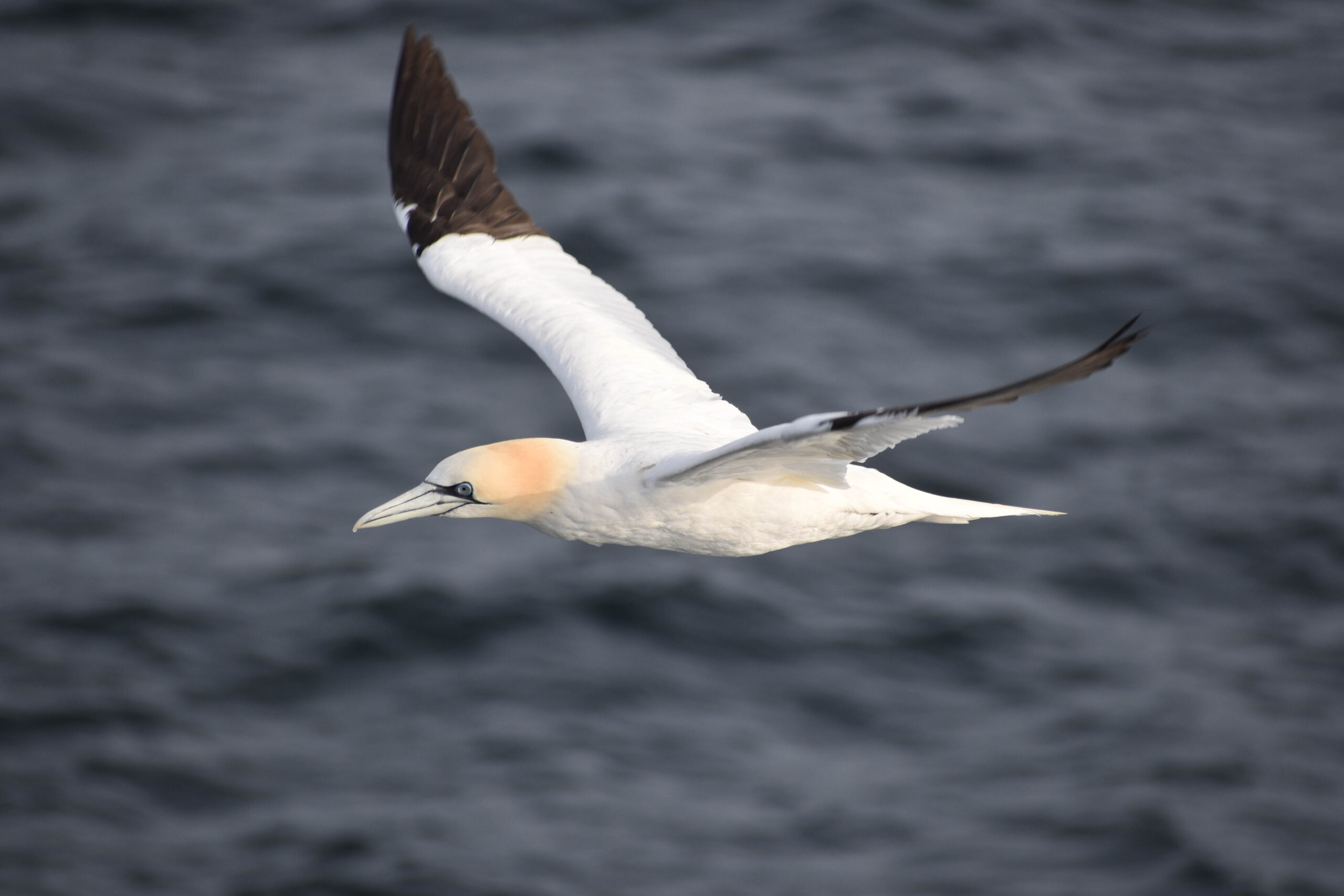 Flying gannet