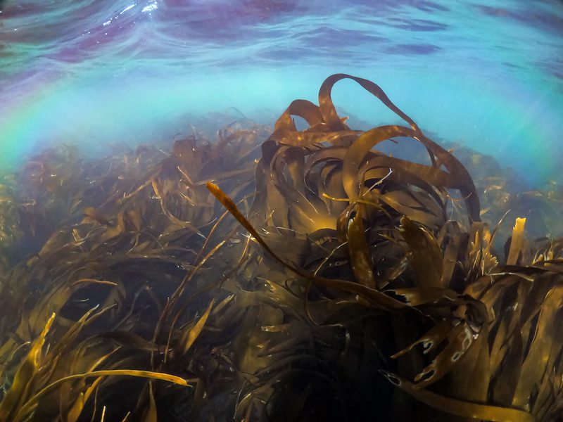 Kelp forest, Isle of Sell 2 Isle of Seil. Seaweed kelp forest (mostly Laminaria hyperborea but likely some Laminaria digitata in there as well). Copyright Alasdair O'Dell SAMS