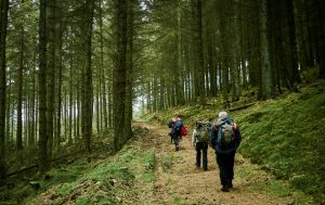 3 volunteers with outdoor clothing and backpacks following each other through a Scottish forest
