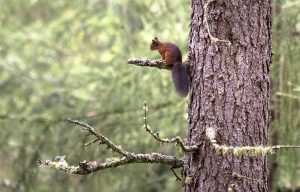 Red Squirrel sits on lichen covered branch, Cardrona Forest near Peebles